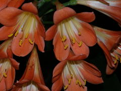 Clivia miniata miniata