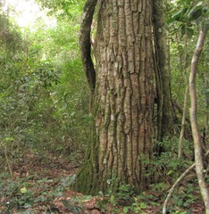 Aspidosperma