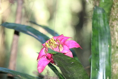 Canistrum cyathiforme