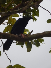 Cyanocorax caeruleus