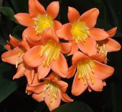 Clivia miniata miniata