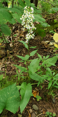 Arrow-leaved Aster (Symphyotrichum urophyllum)