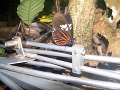 Vila eueidiformis