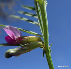Vicia sativa nigra