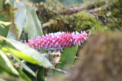 Aechmea cylindrata