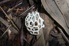 Clathrus chrysomycelinus