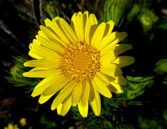 Cullumia carlinoides