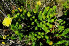 Cullumia carlinoides