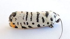 Tarache idella