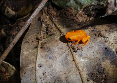 Brachycephalus alipioi