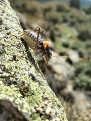 Lluciapomaresius stalii