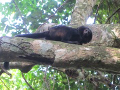 Leontopithecus chrysopygus