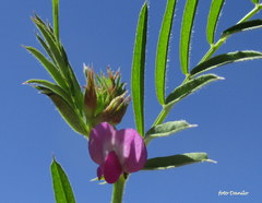 Vicia sativa nigra