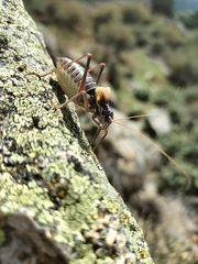 Lluciapomaresius stalii