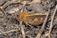 Calliptamus barbarus