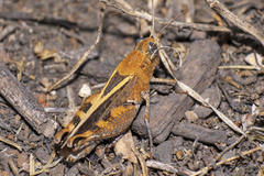 Calliptamus barbarus