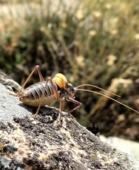 Lluciapomaresius stalii