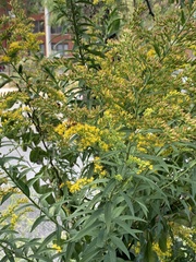 Solidago