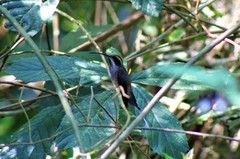 Phaethornis eurynome