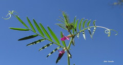 Vicia sativa nigra