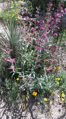 Penstemon parryi