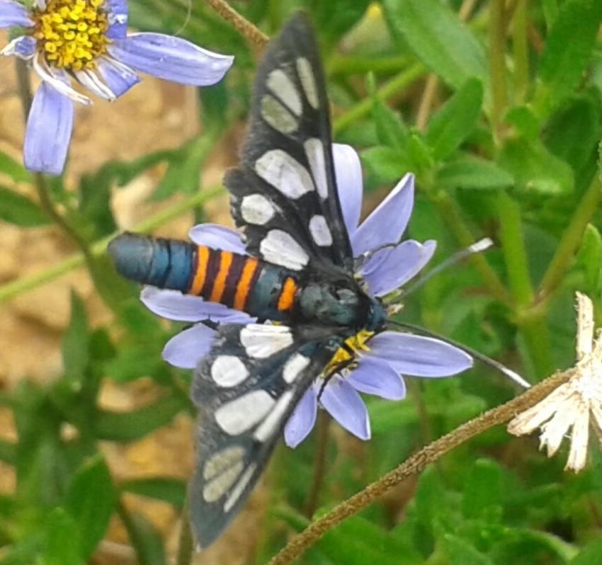 Amata johanna
