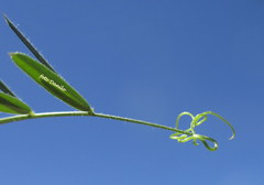Vicia sativa nigra