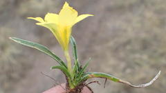 Moraea fugacissima