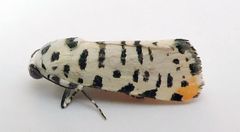 Tarache idella