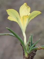 Moraea fugacissima