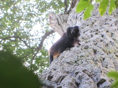 Leontopithecus chrysopygus