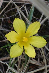 Moraea fugacissima