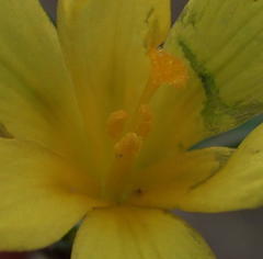 Moraea fugacissima