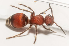 Pseudomethoca sanbornii