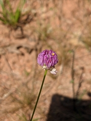 Polygala longicaulis