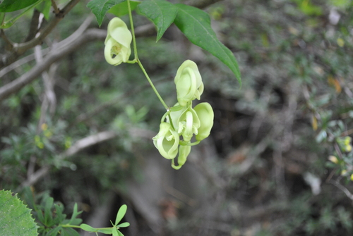 Apios delavayi