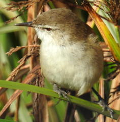 Acrocephalus scirpaceus baeticatus