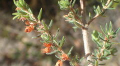 Erica grata