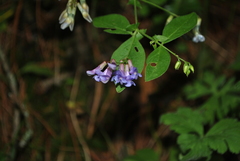 Vicia unijuga