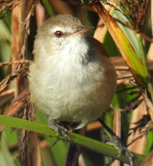 Acrocephalus scirpaceus baeticatus