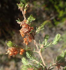 Erica grata