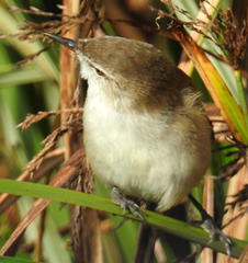 Acrocephalus scirpaceus baeticatus