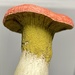 Hypomyces - Photo (c) Keara R. Giannotti, some rights reserved (CC BY-NC), uploaded by Keara R. Giannotti