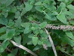Teucrium hircanicum