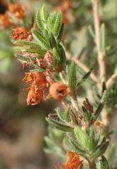 Erica grata