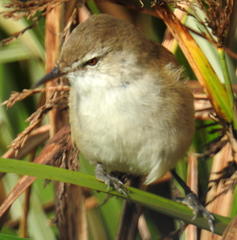 Acrocephalus scirpaceus baeticatus