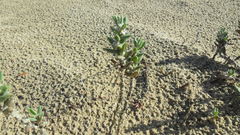 Polygonum maritimum