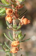 Erica grata