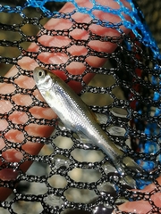 Squalius peloponensis