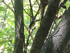 Oncostoma cinereigulare